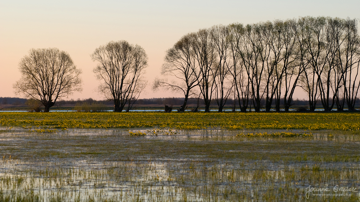 015_Biebrza - kwiecien 2009.jpg